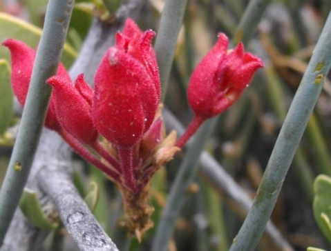 Cadaba aphylla flowers