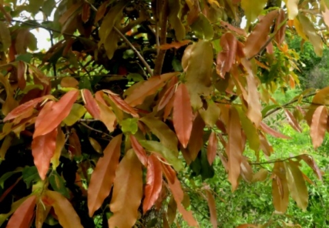Diospyros mespiliformis, jackal-berry new leaves