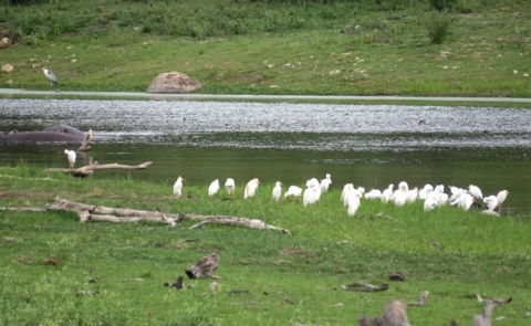 Egrets, heron and hippo