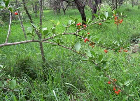Ehretia rigida subsp. nervifolia branch