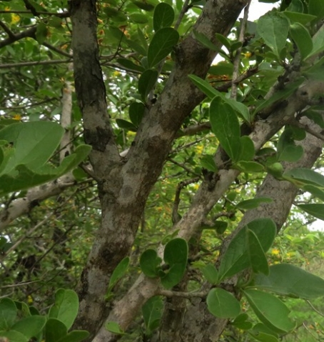 Ehretia rigida subsp. nervifolia stems