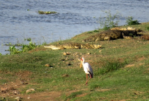 Yellowbilled stork and crocodile river guards