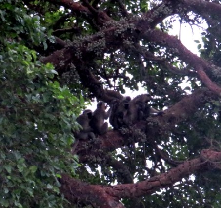 Ficus sycomorus feeding vervet monkeys