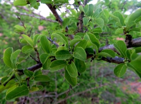 Flueggea virosa subsp. virosa bark