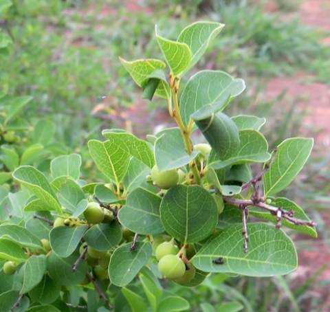 Flueggea virosa subsp. virosa green fruit