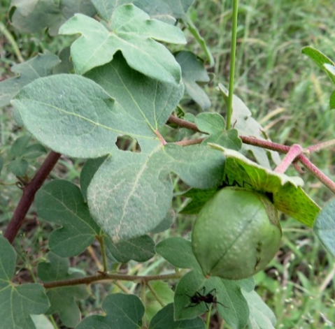Gossypium herbaceum subsp. africanum capsule 