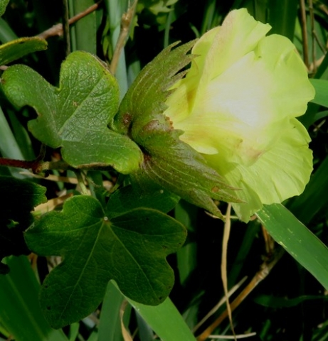 Gossypium herbaceum subsp. africanum epicalyx