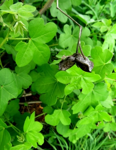 Gossypium herbaceum subsp. africanum capsule husk