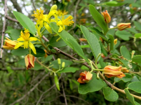Grewia bicolor var. bicolor floral stages