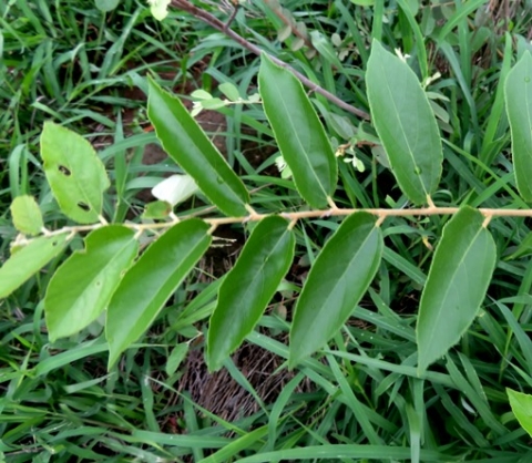 Grewia monticola leaves