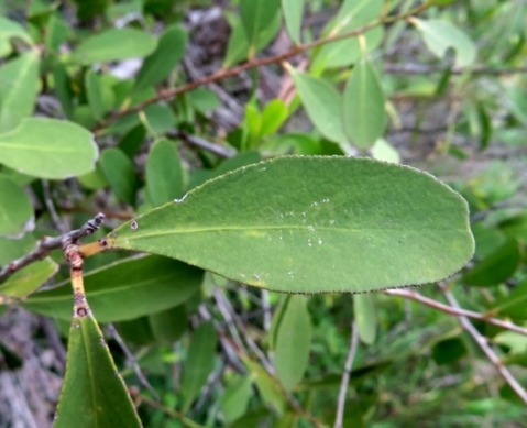 Gymnosporia senegalensis leaf