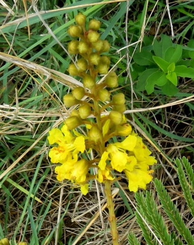 Peltophorum africanum inflorescence