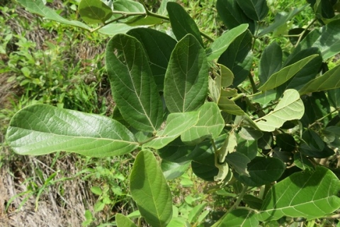 Philenoptera violacea summer leaves