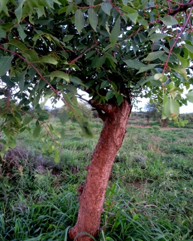 Sclerocarya birrea subsp. caffra young stem