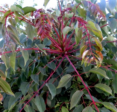 Sclerocarya birrea subsp. caffra stem-tip