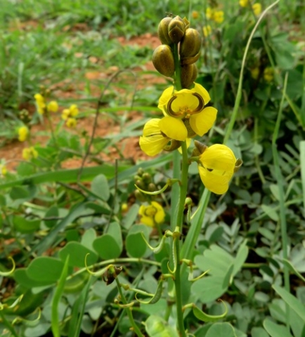 Senna italica subsp. arachoides flowers