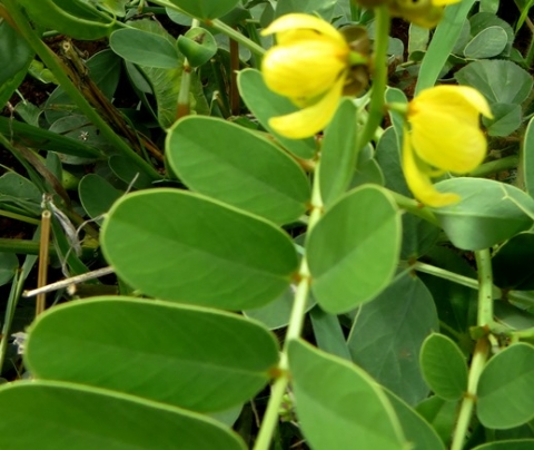 Senna italica subsp. arachoides leaves