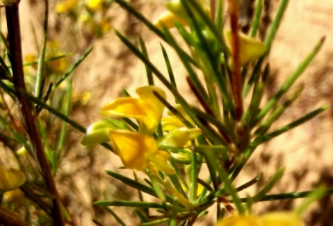 Aspalathus linearis, rooibos tea flowers