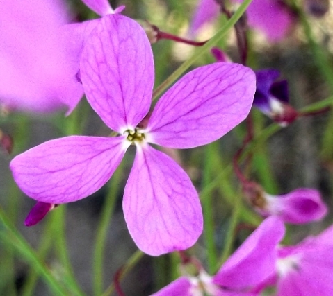 Heliophila juncea pink flower