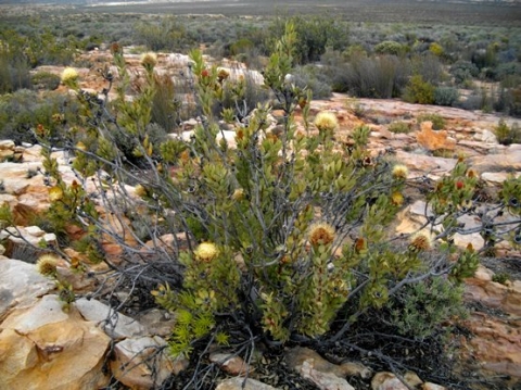 Protea glabra flowering among rocks