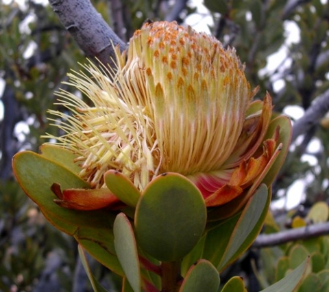 Protea glabra lateral bias