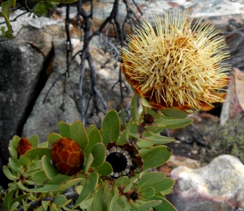 Protea glabra flowering stages