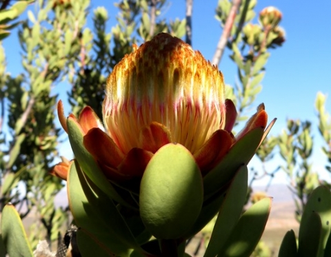 Protea glabra neat young flowerhead
