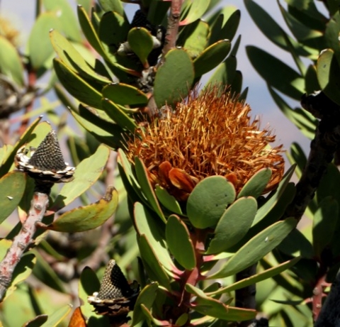 Protea glabra receptacle cones