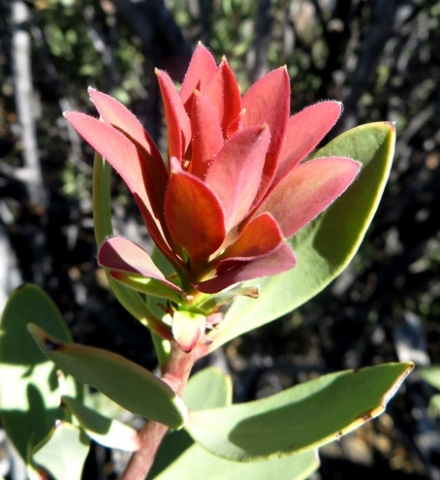 Protea glabra red leaves with hairy margins