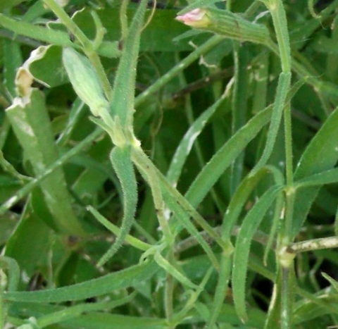 Silene undulata subsp. undulata upper leaves