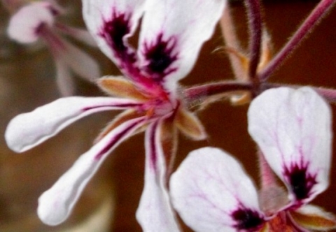 Pelargonium pinnatum