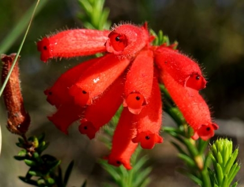Erica cerinthoides, the rooihaartjie