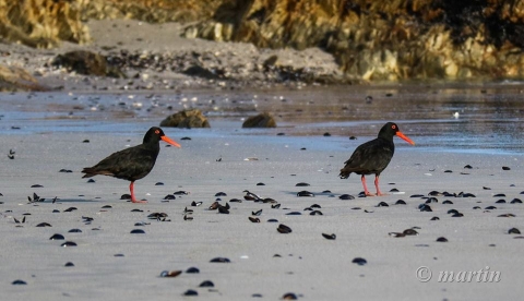 African black oyster catchers