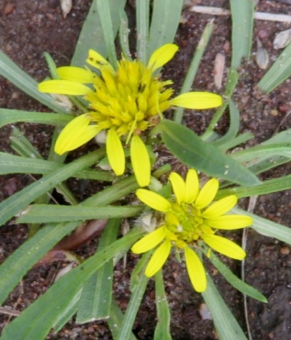 Geigeria ornativa subsp. ornativa flowerheads