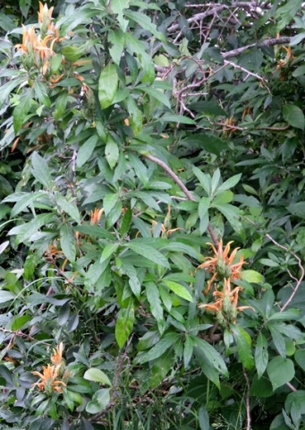 Metarungia longistrobus leaves
