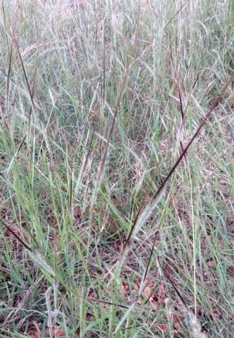 Heteropogon contortus, spear grass