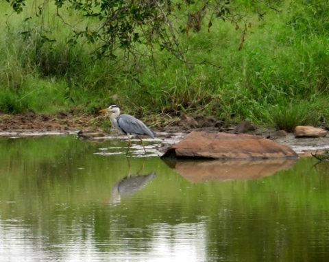 Grey heron 