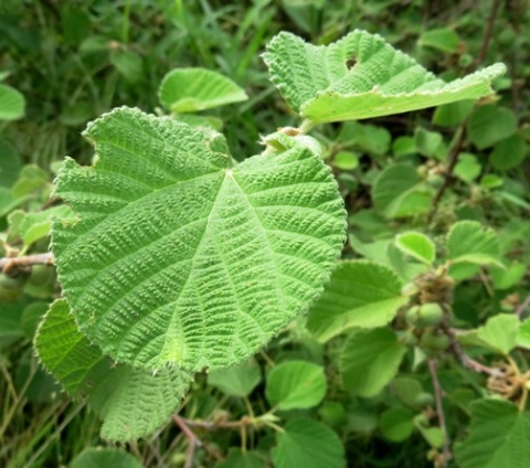 Grewia villosa leaves