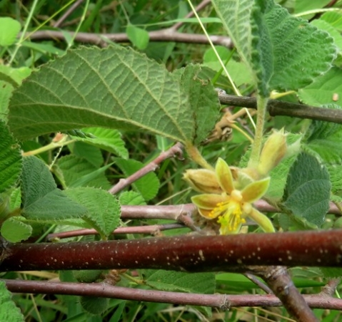 Grewia villosa flower