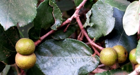 Grewia hexamita leaves and fruit