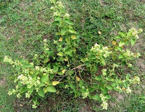Sida cordifolia subsp. cordifolia