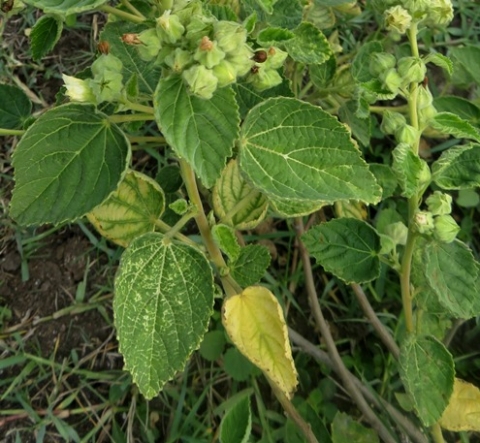 Sida cordifolia subsp. cordifolia leaves