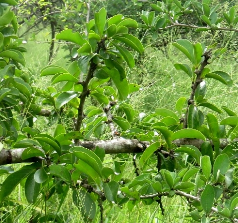 Ximenia caffra var. natalensis branches
