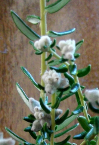 Phylica lasiocarpa