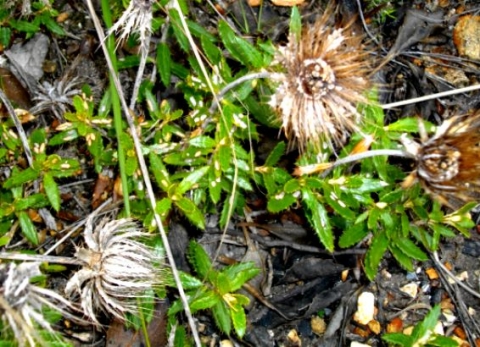 Berkheya barbata floral remains
