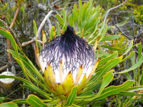Protea longifolia flowerhead