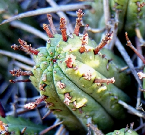 Euphorbia heptagona spines and false flowers