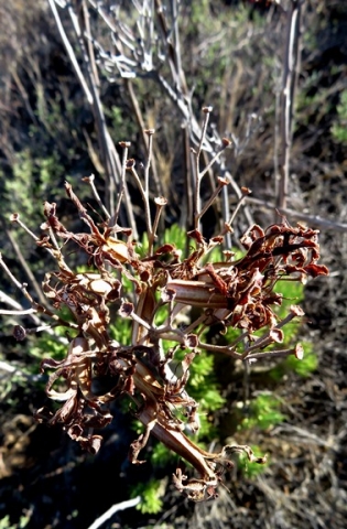 Tylecodon cacalioides dry flower remains