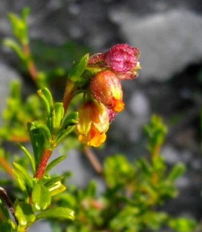 Hermannia rudis flowers