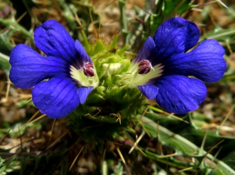 Acanthopsis villosa bright blue